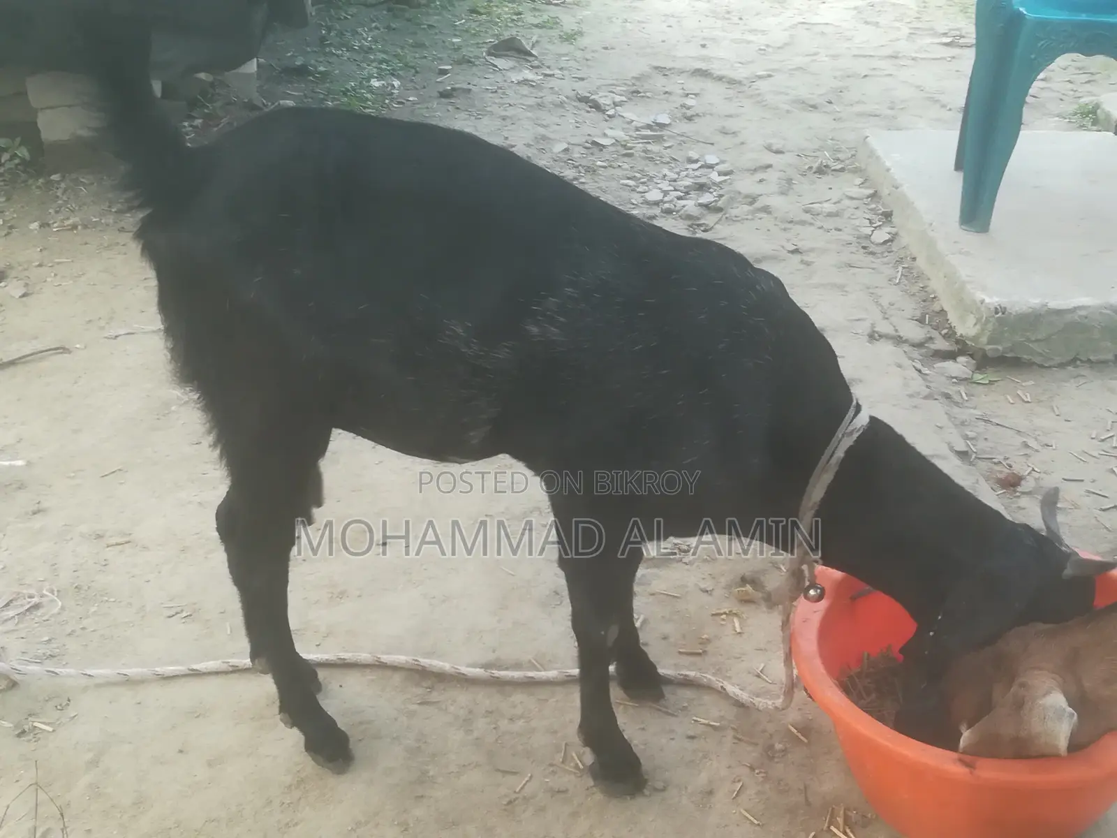 বাড়িতে পালা সুস্থ দেশী ছাগী