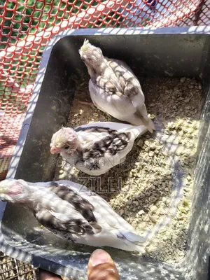 ককাটেল টেম সাইজ বাচ্চা