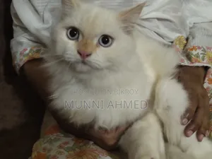 6-12 Months Male Purebred Cat