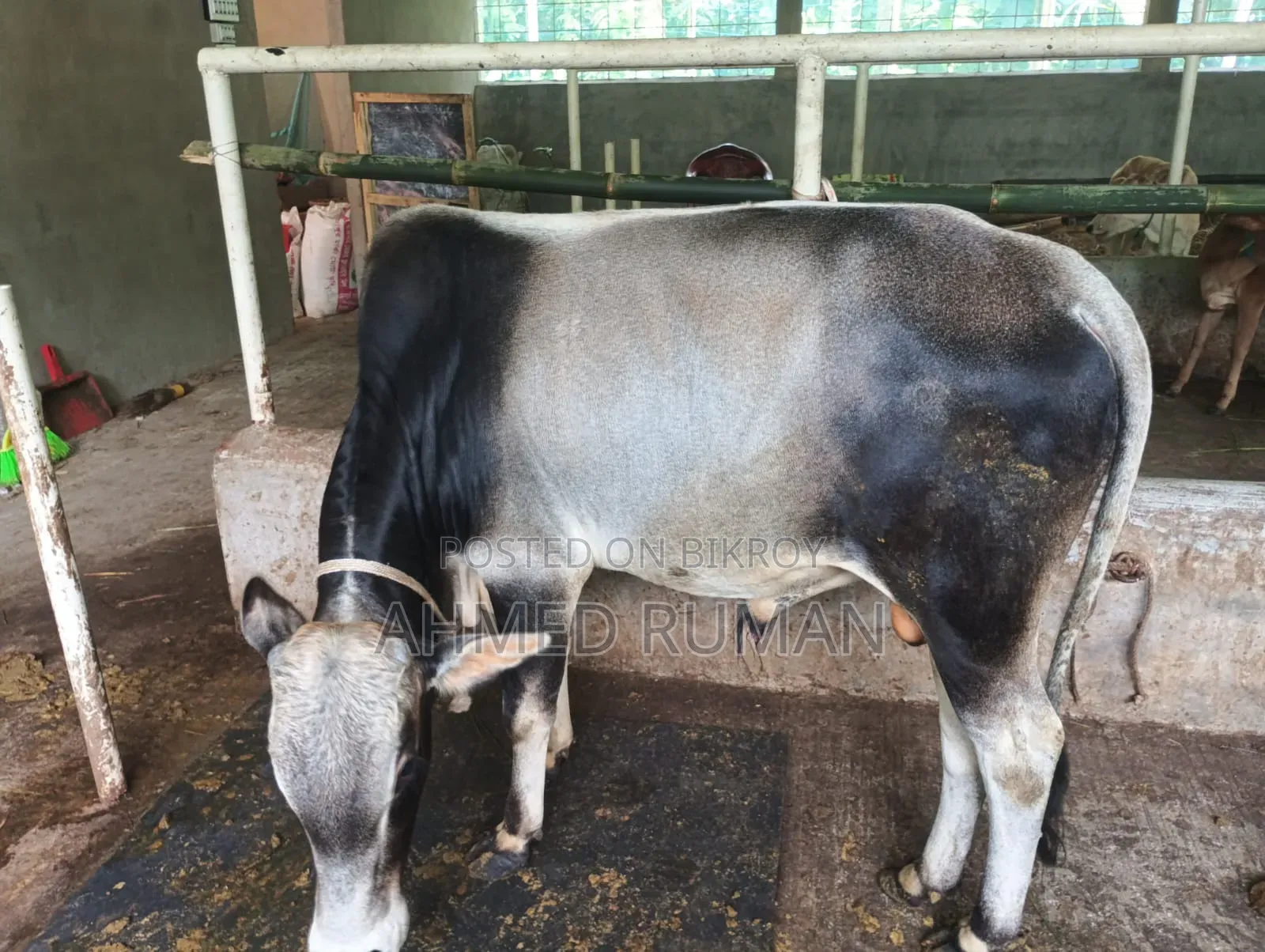 দেশী ষাড় বিক্রয় হবে