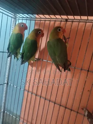 Three pieces of Green Fischer Lovebird babies for sale