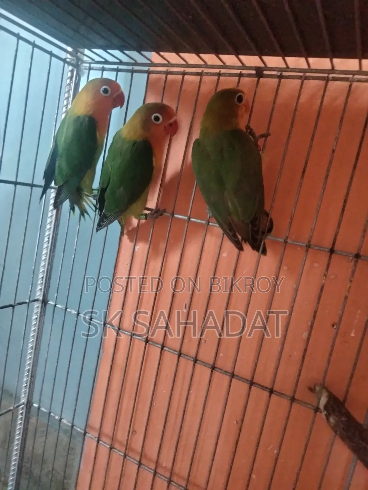 তিন পিস গ্রিন ফিসার লাভ বার্ড পাখির বেবি সেল হবে