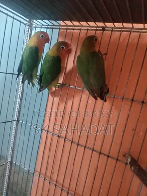 তিন পিস গ্রিন ফিসার লাভ বার্ড পাখির বেবি সেল হবে