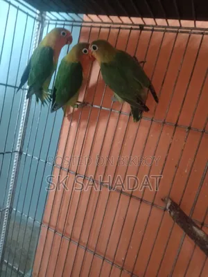 তিন পিস গ্রিন ফিসার লাভ বার্ড পাখির বেবি সেল হবে