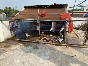 সিরাজি কবুতর