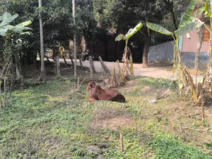 Private land for urgent sale in Dakshinkhan area.