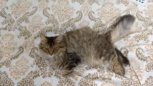 3-6 Months Male Mixed Breed Persian Kitten
