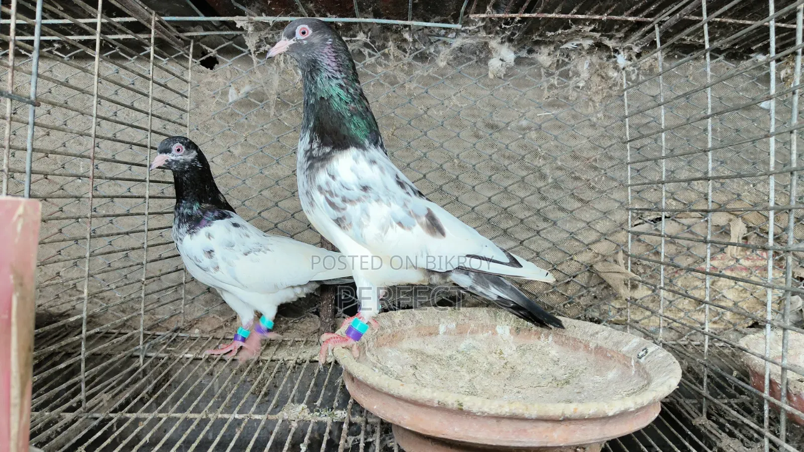 কামাগার, সালাতি, পাকিস্তান কবুতর