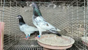 কামাগার, সালাতি, পাকিস্তান কবুতর