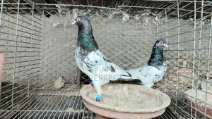 কামাগার, সালাতি, পাকিস্তান কবুতর