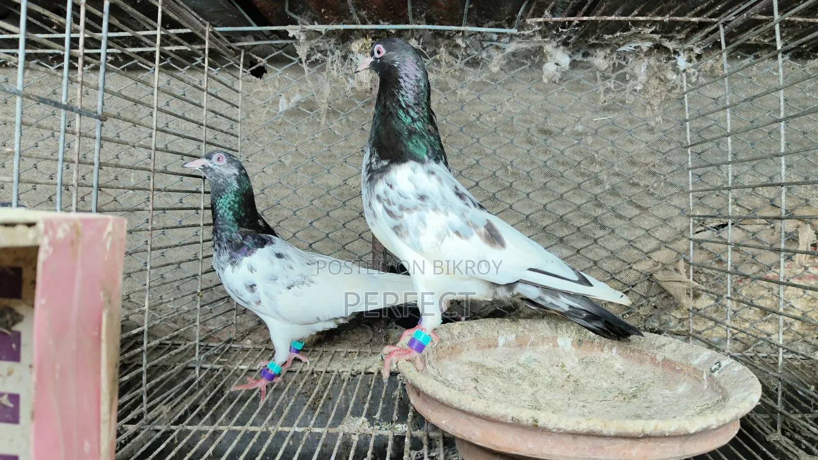 কামাগার, সালাতি, পাকিস্তান কবুতর