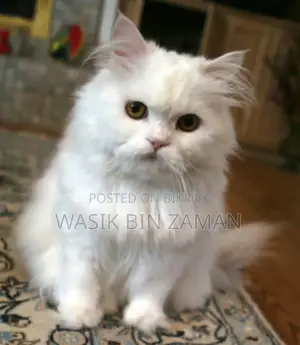 1+ Year Female Purebred Persian