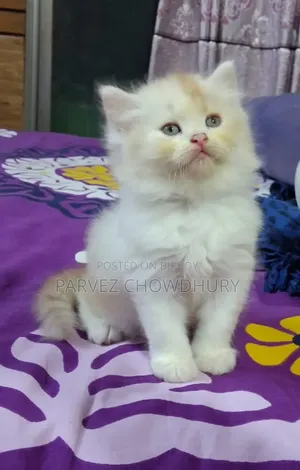 1-3 Months Male Purebred Persian Cat