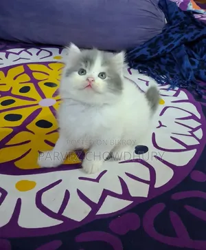1-3 Months Male Purebred Persian Cat