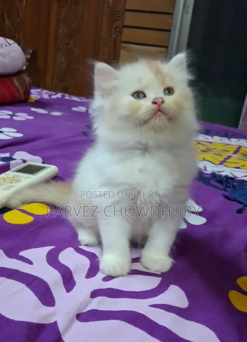1-3 Months Male Purebred Persian Cat