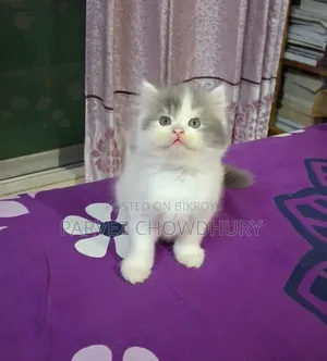 1-3 Months Male Purebred Persian Cat