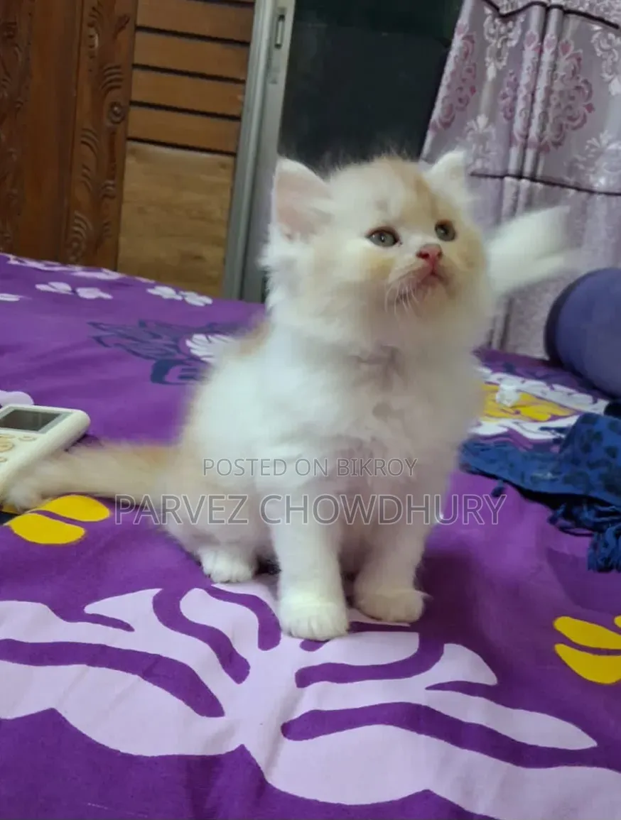 1-3 Months Male Purebred Persian Cat
