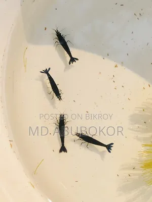 Black Shrimp