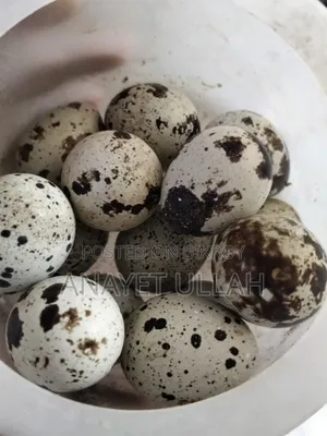 European Giant Coturnix Quail Hatching Eggs