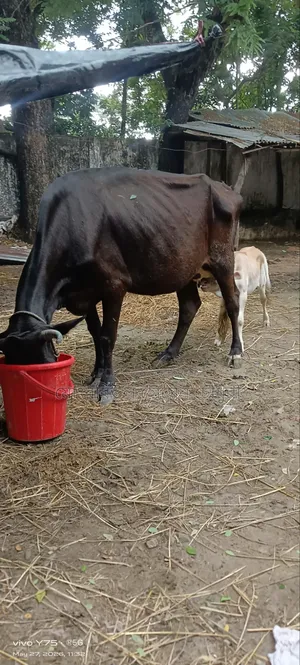 বাচ্চা সহ গরু বিক্রি করা হবে