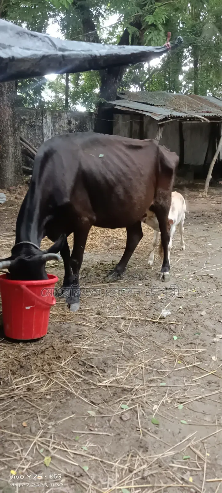 বাচ্চা সহ গরু বিক্রি করা হবে