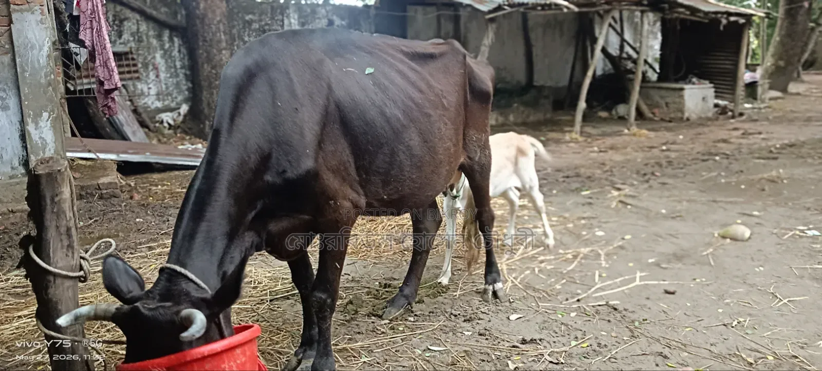 বাচ্চা সহ গরু বিক্রি করা হবে