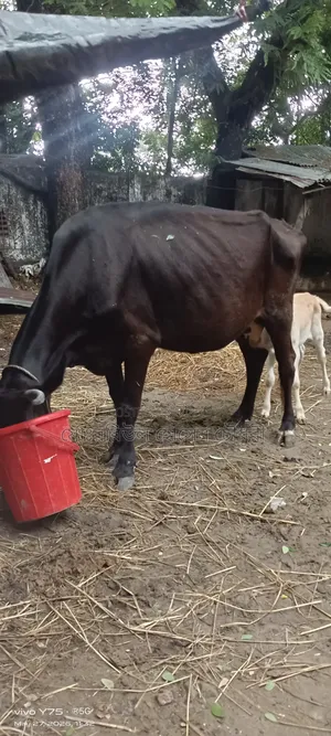 বাচ্চা সহ গরু বিক্রি করা হবে