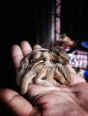 কাঠবিড়ালির বাচ্চার জোড়া
