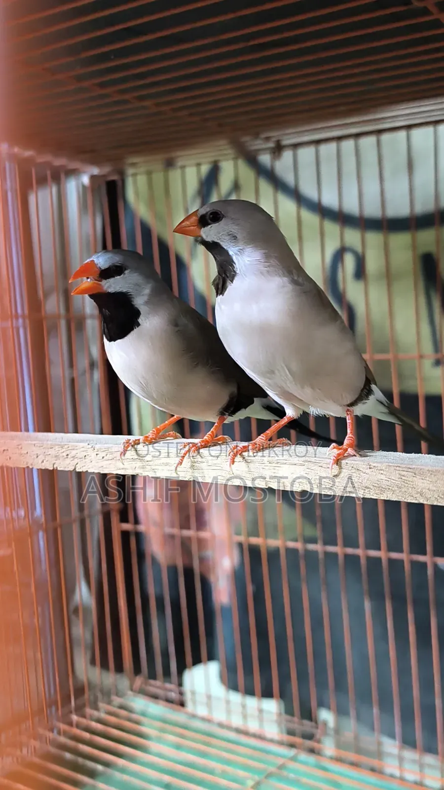 Long Tail Adult Finch Pair