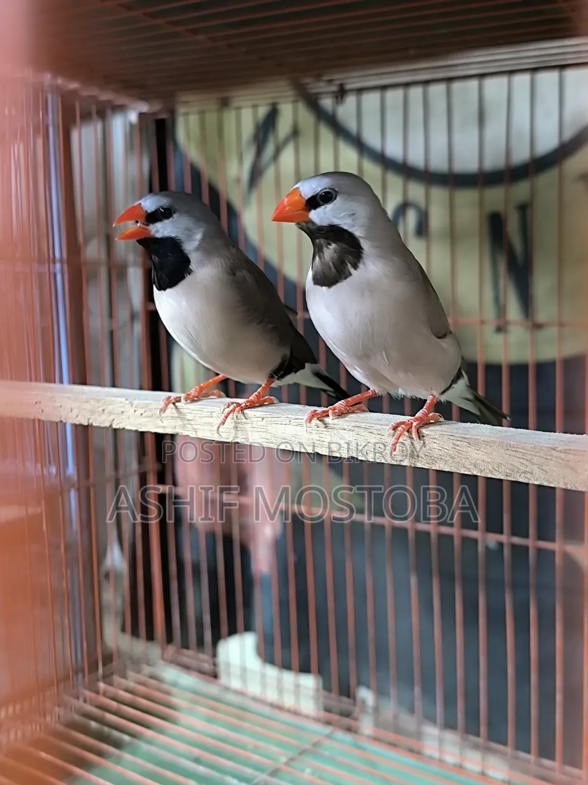 Long Tail Adult Finch Pair