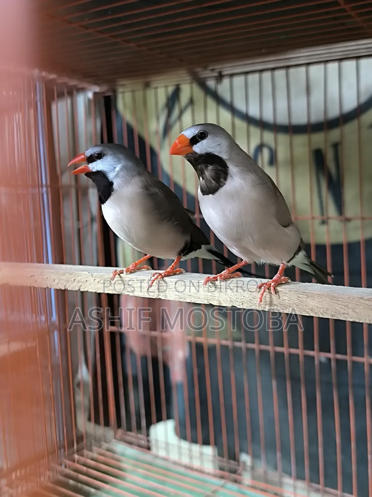 Long Tail Adult Finch Pair