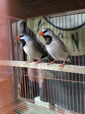 Long Tail Adult Finch Pair
