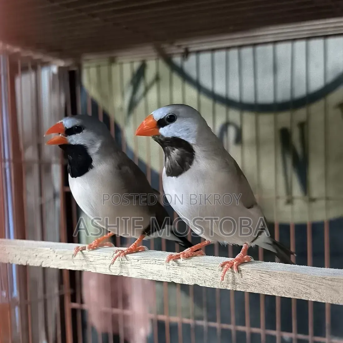 Long Tail Adult Finch Pair