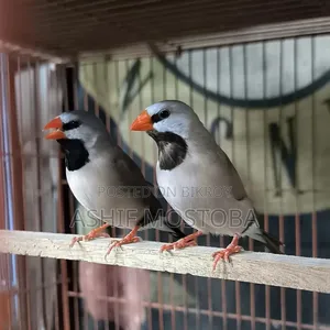 Long Tail Adult Finch Pair