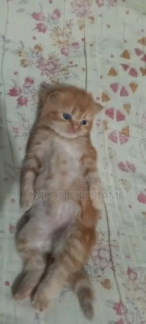 1-3 Months Male Mixed Breed Cat