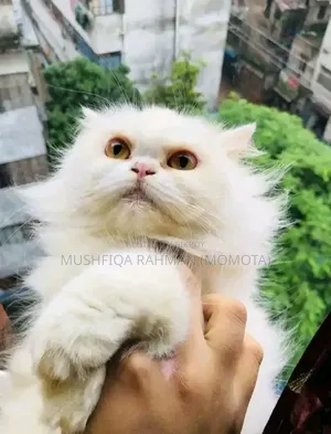 3-6 Months Female Purebred Persian
