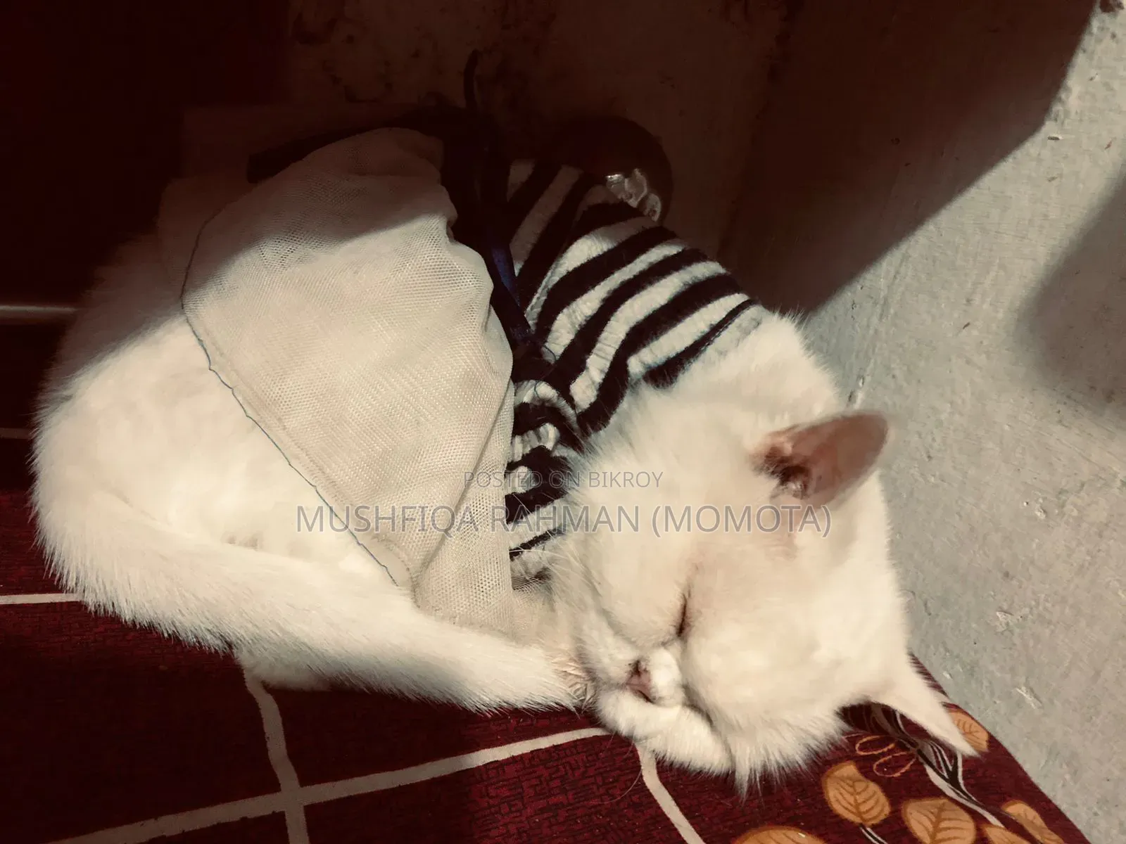 3-6 Months Female Purebred Persian