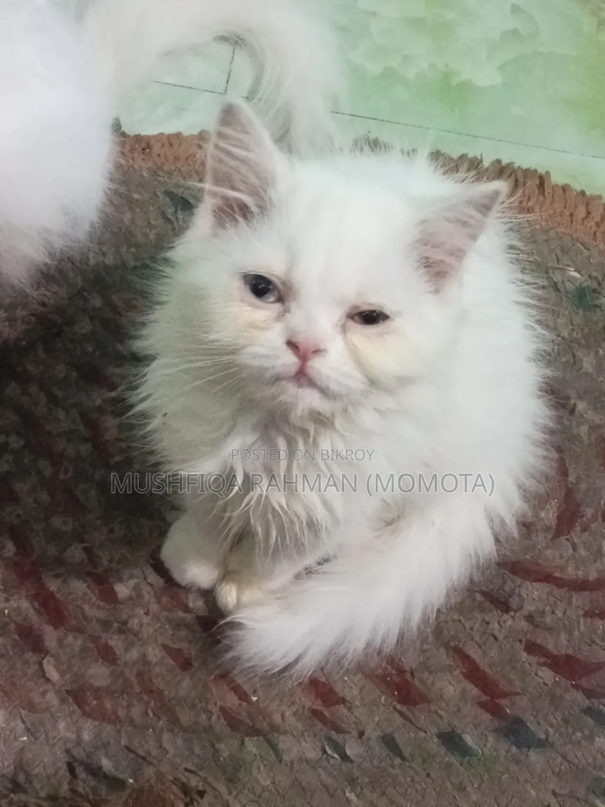 1-3 Months Male Purebred Persian