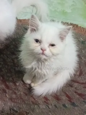 1-3 Months Male Purebred Persian