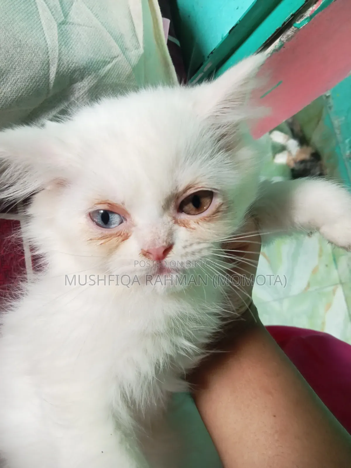 1-3 Months Male Purebred Persian