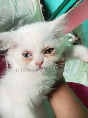 1-3 Months Male Purebred Persian
