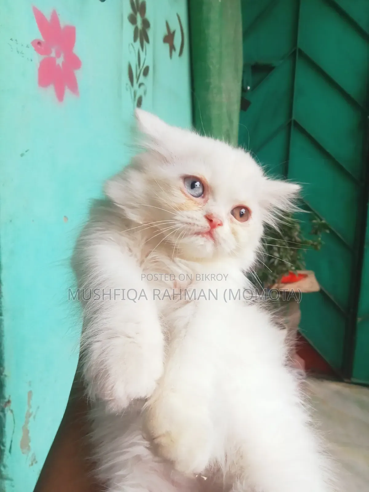 1-3 Months Male Purebred Persian