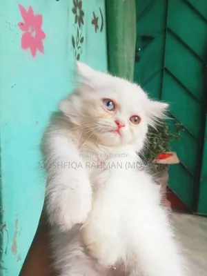 1-3 Months Male Purebred Persian