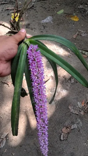 Foxtail Orchid