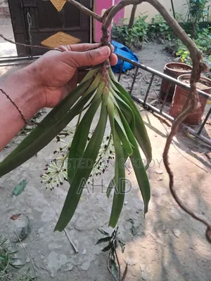Foxtail Orchid
