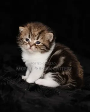 0-1 Month Male Purebred Persian