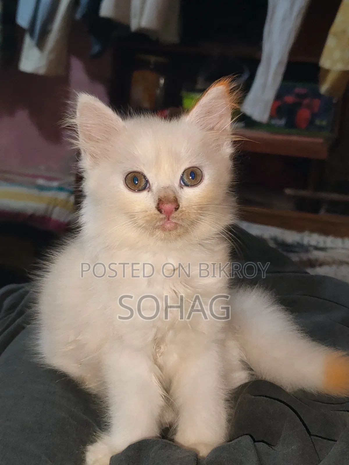 1-3 Months Female Purebred Persian