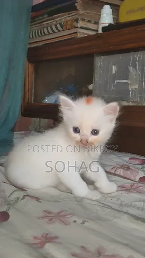 1-3 Months Female Purebred Persian