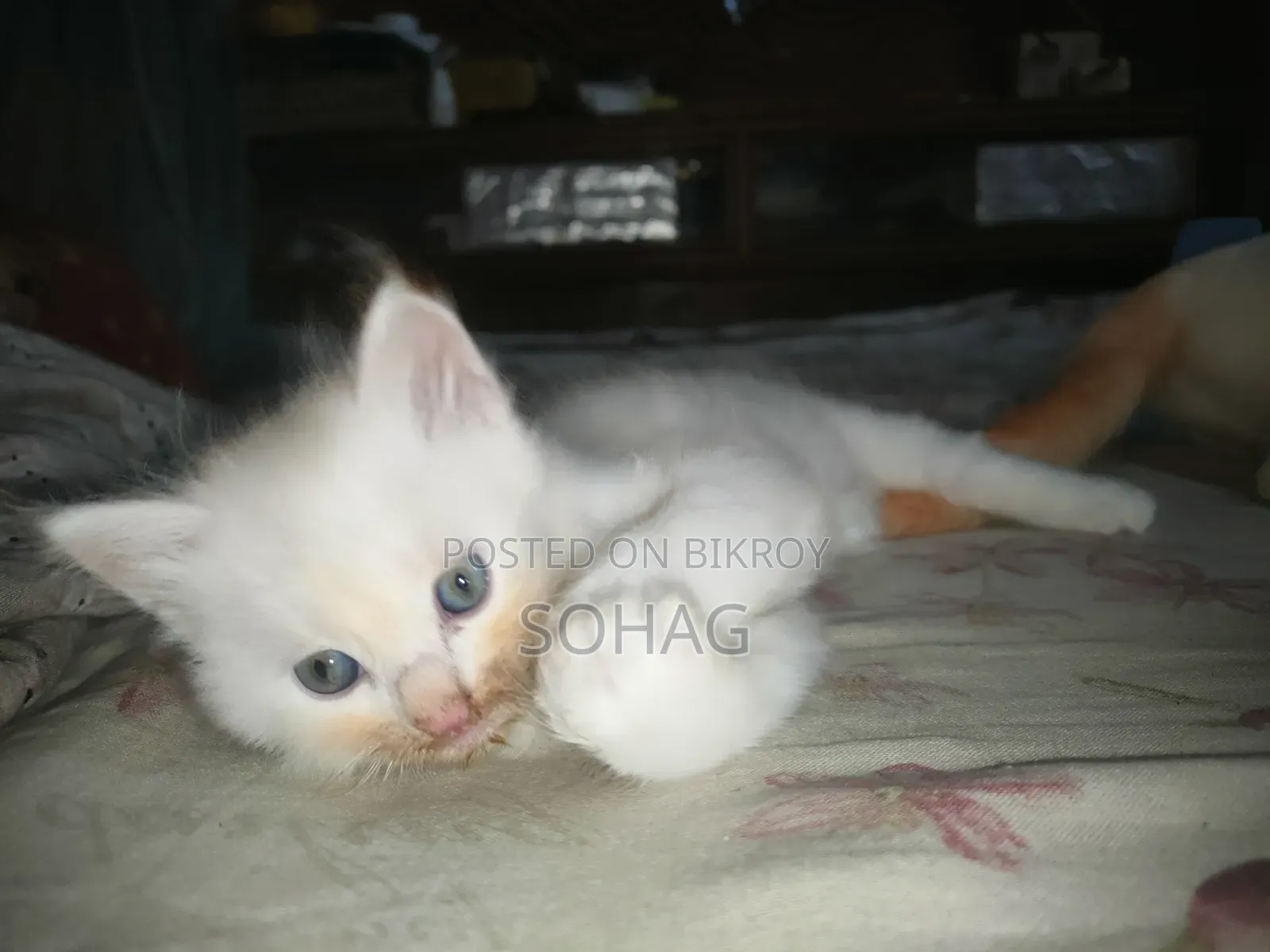 1-3 Months Female Purebred Persian