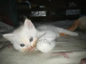 1-3 Months Female Purebred Persian